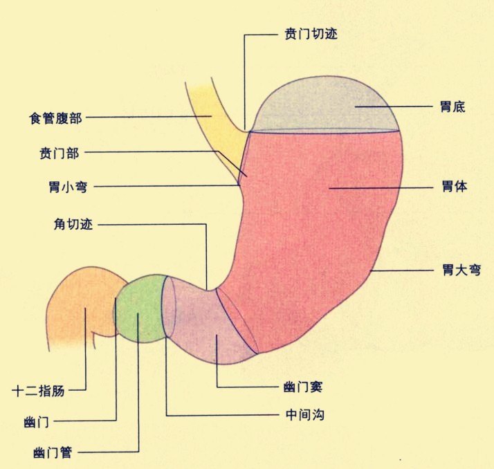什么是贲门癌?应该如何预防?